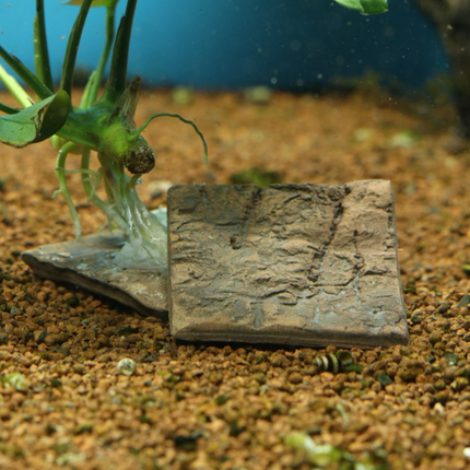 Plant square Xs
