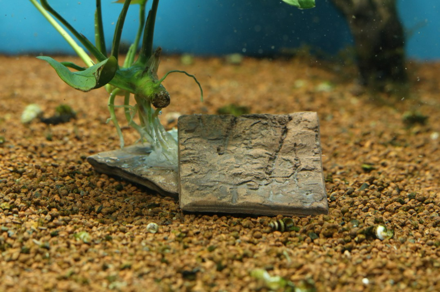 Plant square Xs