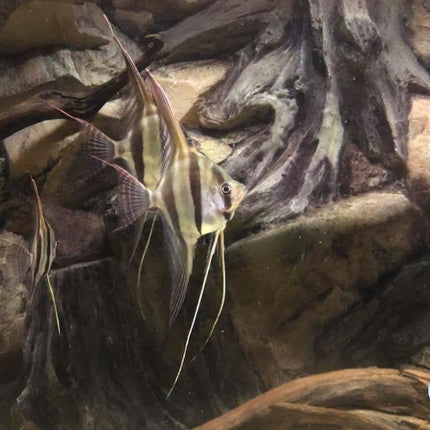 Root-Hintergründe