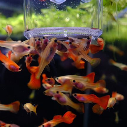 SF-0-guppies