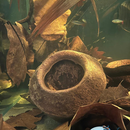 Sapucaia pods XL