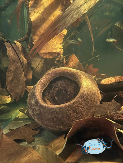 Sapucaia pods XL