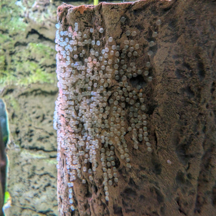 Standing log
