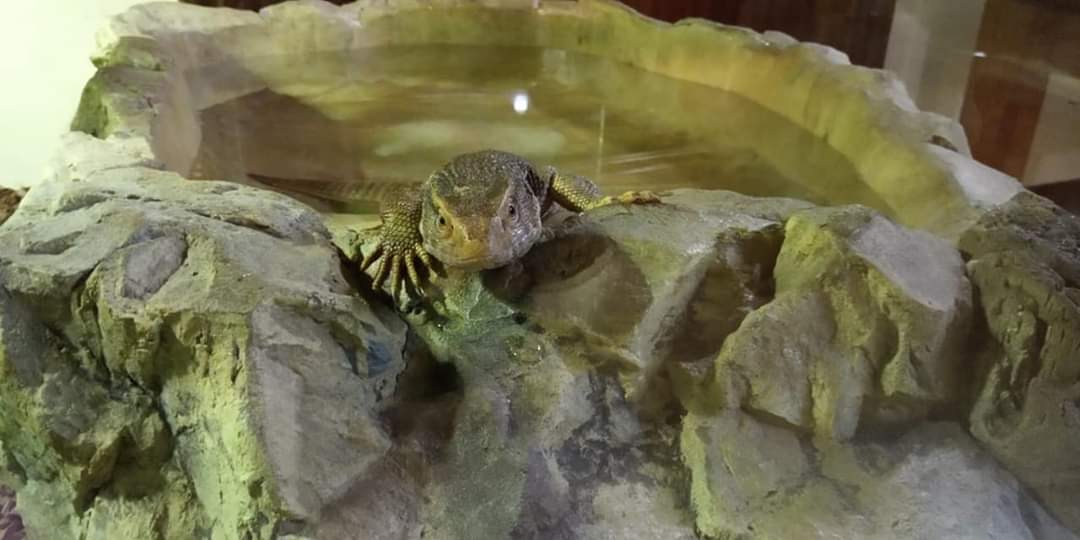 Terrarium bowl XXL