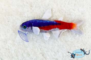 Tetra Plüsch
