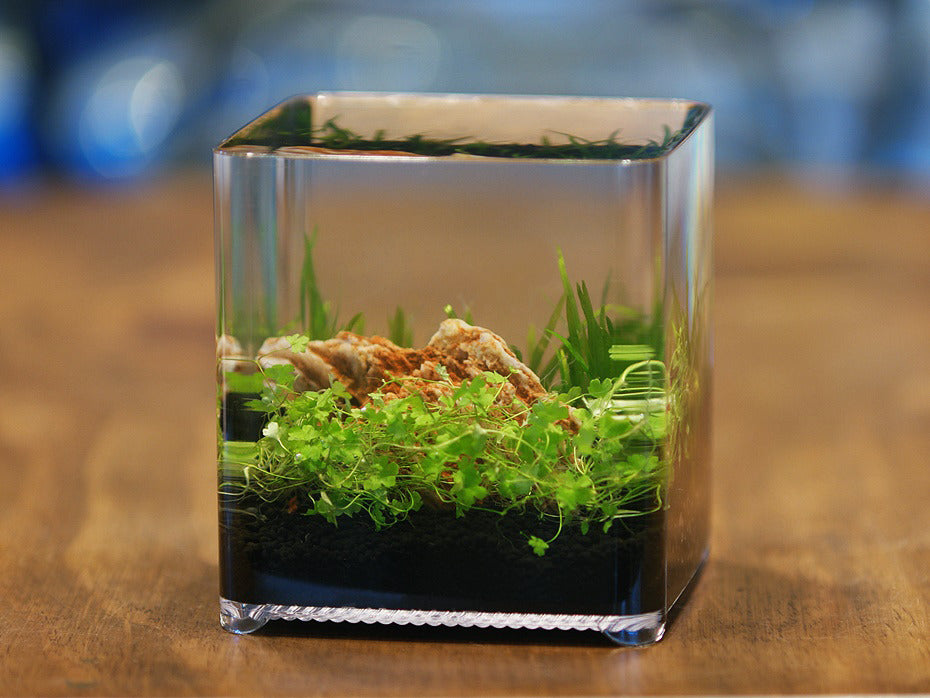 aqua box betta fish tank Ziss Aqua ZT-14 Betta Box – Nano Acrylic Aquarium 2.4L – CeramicNature