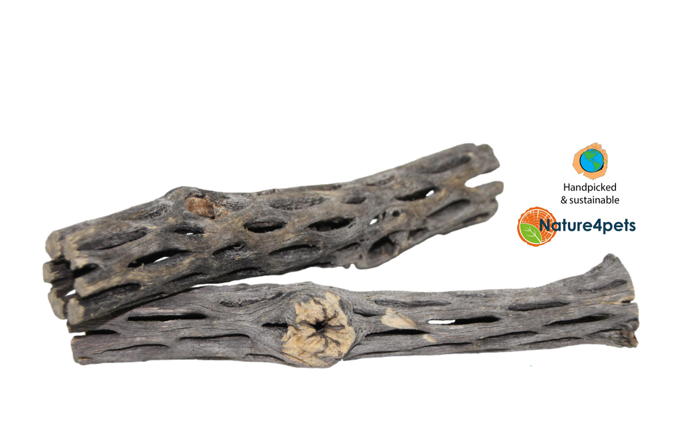 Cholla wood 15cm