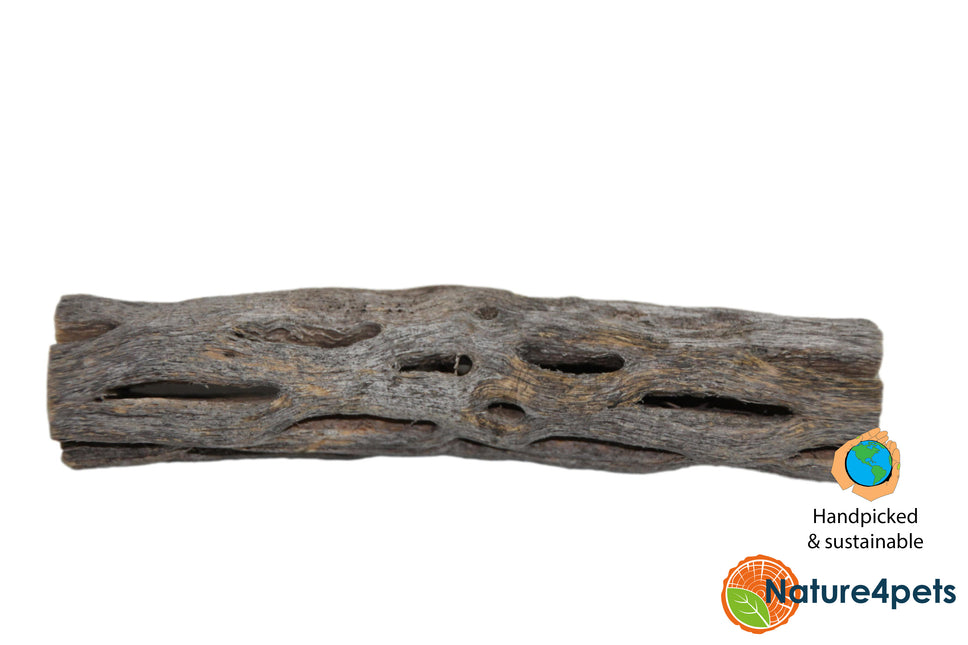 Cholla wood 7,5cm