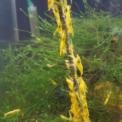 Sucettes aux crevettes et épinards 10 pièces