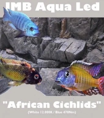 JMB Aqua Led-10.000K-AFRICAN CICHLIDS SMD