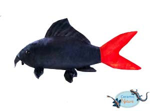 Red tail shark plush