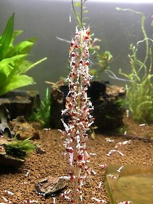 Shrimp lolly bee pollen 10 pcs