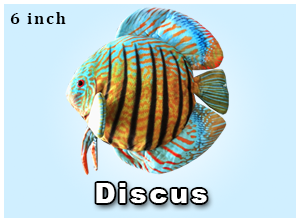 Discus fish plush