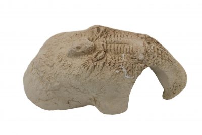 CeramicNature Fossil stone