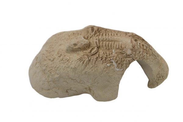 Fossil stone White CeramicNature